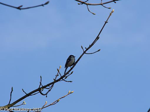 great-tit-_1209359-2.jpg