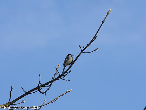 great-tit-_1209359.jpg