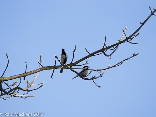 great-tit-_1209343.jpg