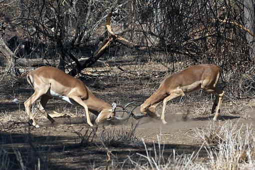 The Rut and harassment-impala-rut-mpngbwe-_dsc8413r.jpg