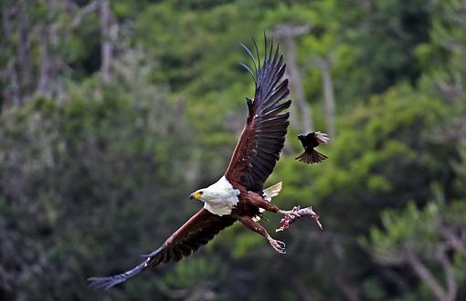 The Rut and harassment-fish-eagle-bshmns-_dsc4566.jpg