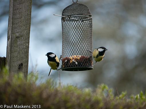 a great couple of tit's-_1110043.jpg