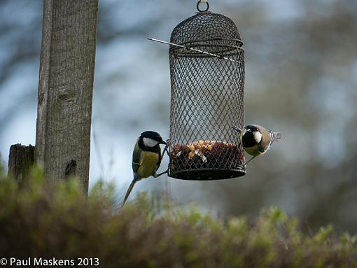 a great couple of tit's-_1110041.jpg