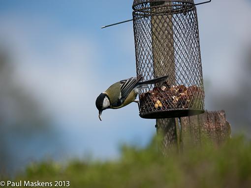 a great couple of tit's-_1110002.jpg