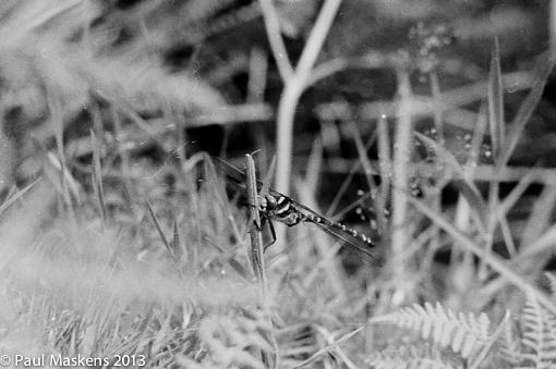 from the archive ... Golden Ringed dragonfly-img_000004.jpg