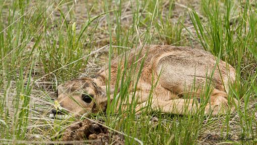 Newborn Pronghorn-20130522-pronghorn-26547-2.jpg