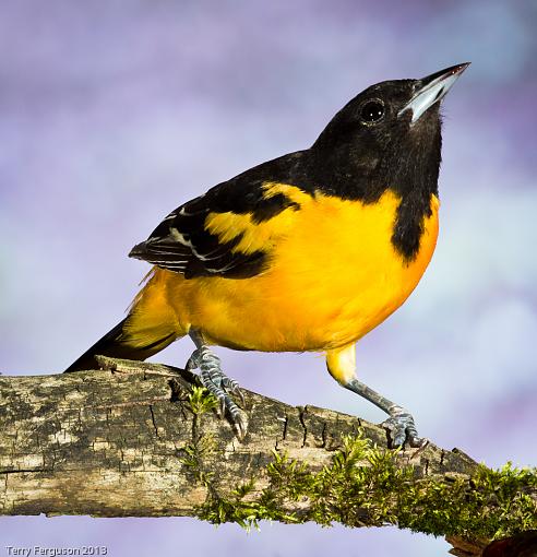 Orioles and Sparrow-_dsc2736.jpg