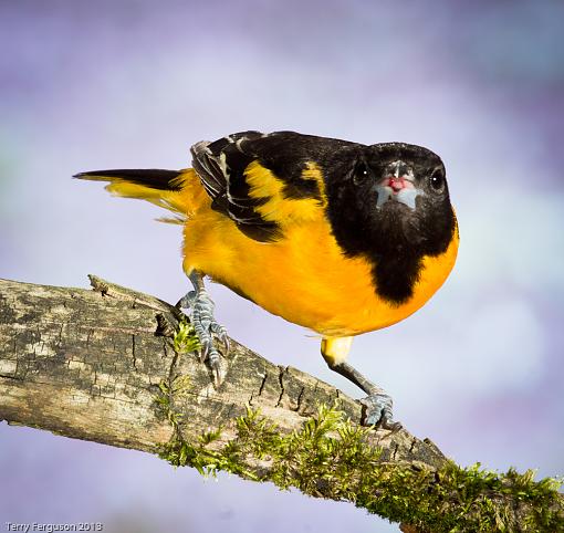 Orioles and Sparrow-_dsc2737.jpg