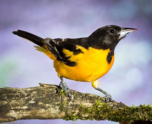 Orioles and Sparrow-_dsc2739.jpg