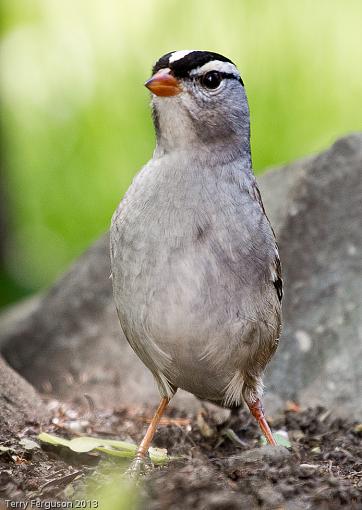 Orioles and Sparrow-_dsc2417.jpg