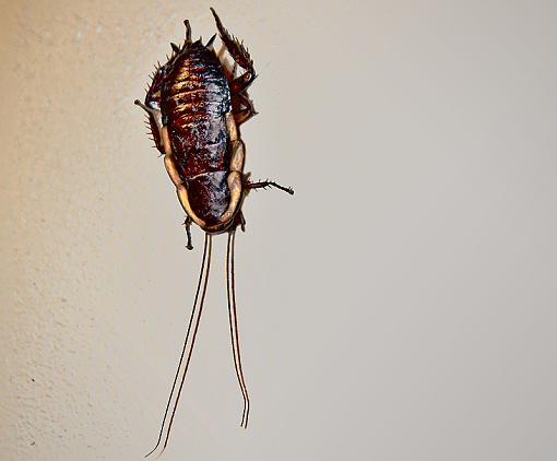 Cockroach-nznative-cockroach-.jpg