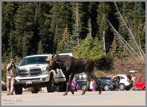 Accidental Wildlife (Moose) Photographer-_9280621_1200.jpg