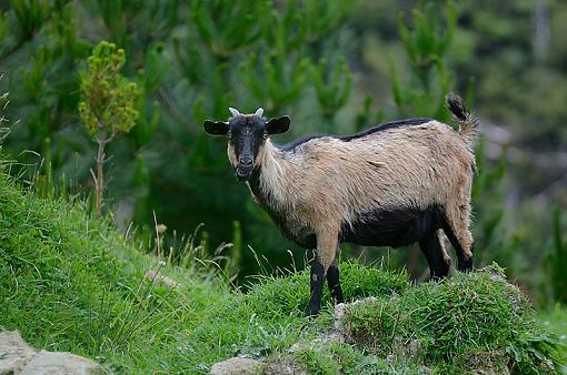 Feral Goat-goat1.jpg