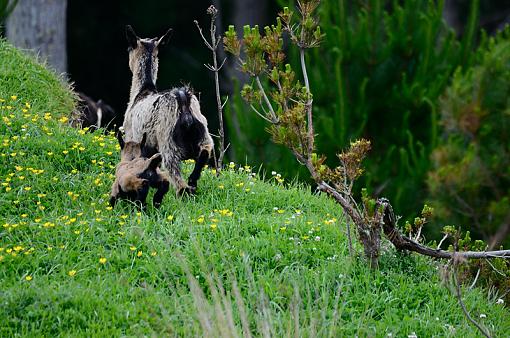 Feral Goat-goat3.jpg