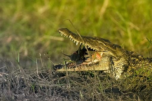 From Zambia-croc-zambia-13-_dsc2144.jpg