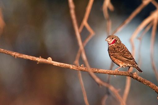 From Zambia-cut-throat-finch-_dsc0706.jpg