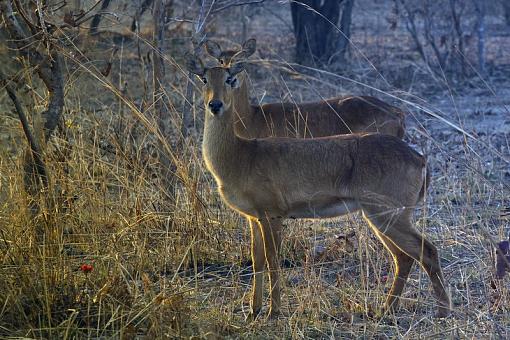 From Zambia-puku-zam-13-_dsc8642.jpg