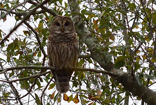 Who cooks for you?-owl-11-17-13-crop.jpg