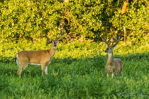 Non-Typical-20130714-whitetaildeer-3050-edit.jpg