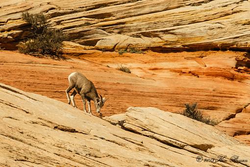 Bighorns at Zion-20131023-bighornsheep-zionnp-3397.jpg