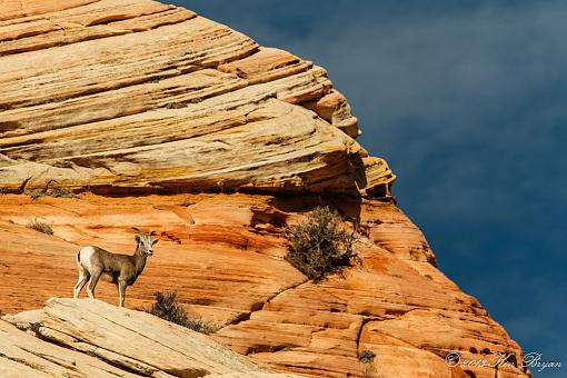 Bighorns at Zion-20131023-bighornsheep-zionnp-3413.jpg