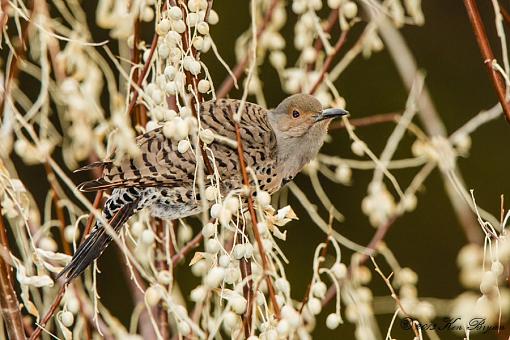 Northern Flicker-red shafted-image.jpg