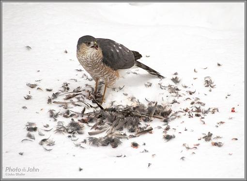 To Live &amp; Die In My Backyard - Cooper's Hawk-_c232345_1200.jpg