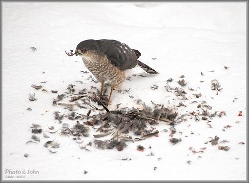 To Live &amp; Die In My Backyard - Cooper's Hawk-_c232342_1200.jpg