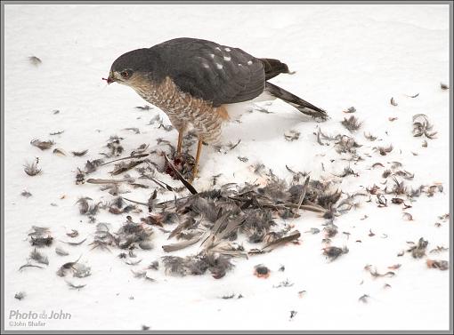 To Live &amp; Die In My Backyard - Cooper's Hawk-_c232359_1200.jpg