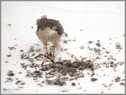 To Live &amp; Die In My Backyard - Cooper's Hawk-_c232397_1200.jpg