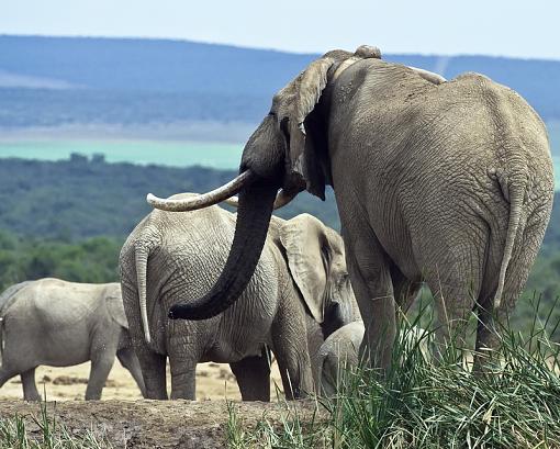 Elephant gathering-addo-_dsc3732r.jpg