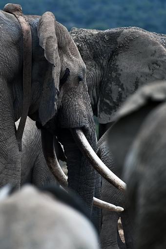 Elephant gathering-male-musk-_dsc3725r.jpg