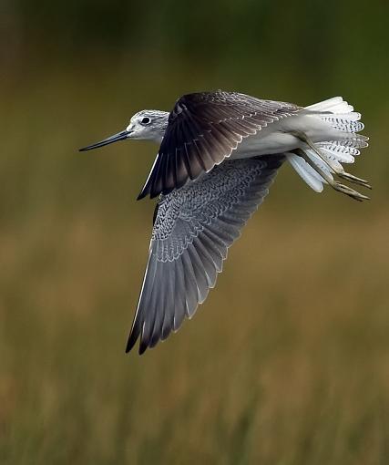 Common Greenshank-cmmn-grnsnk-bshmns-_dsc3693r.jpg