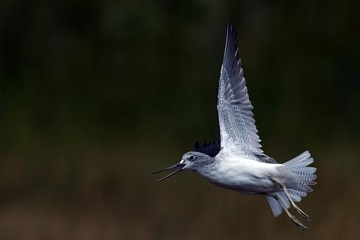 Common Greenshank-cmmn-grnsnk-bshmns-_dsc3692r.jpg