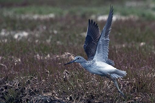 Common Greenshank-cmmn-grnsnk-bshmns-_dsc3652r.jpg