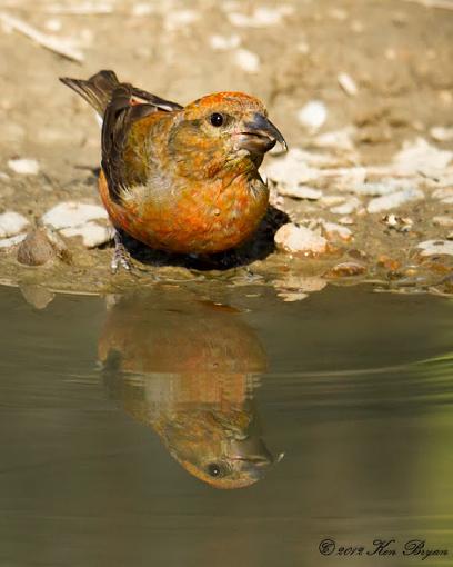 Winged Echoes-20120603-crossbill-20052.jpg