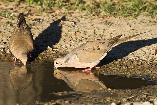 Winged Echoes-20120513-mourningdove-18808.jpg