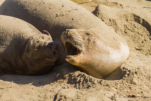 West Coast Elephants-20120223-elephantseals-13285.jpg