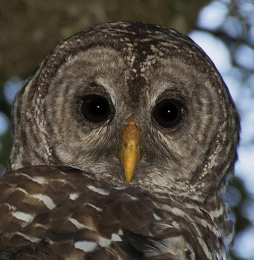 Barred Owl-owl1sm.jpg