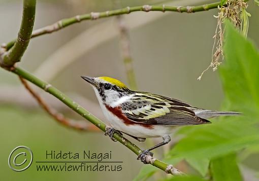 Chestnut-Sided Warbler-chestnut-sided-warbler.jpg