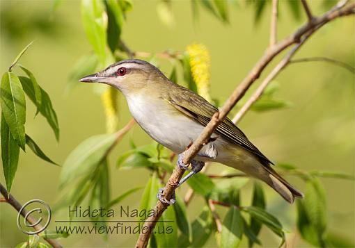 Red-Eyed Vireo-red-eyed-vireo.jpg