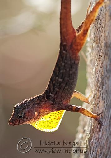 Anoles Everywhere!-anoles.jpg