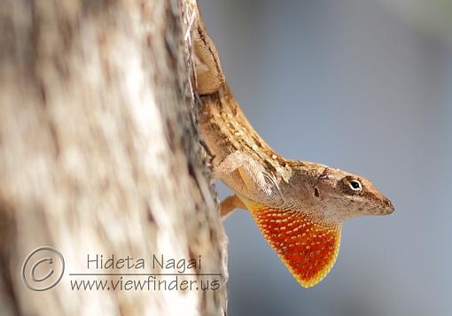 Anoles Everywhere!-anoles-2.jpg