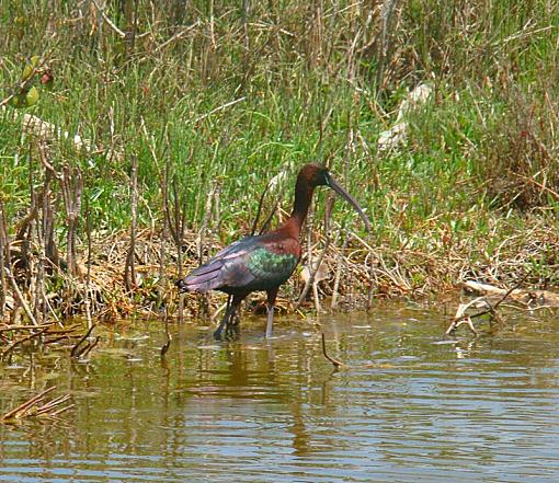 I've been gone for a while-ibis-glossy.jpg