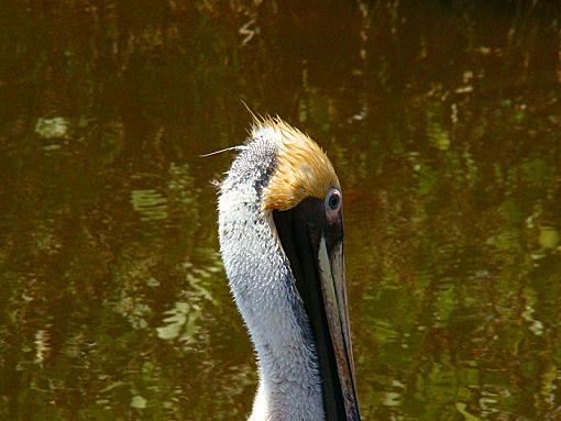 I've been gone for a while-pelican-head.jpg