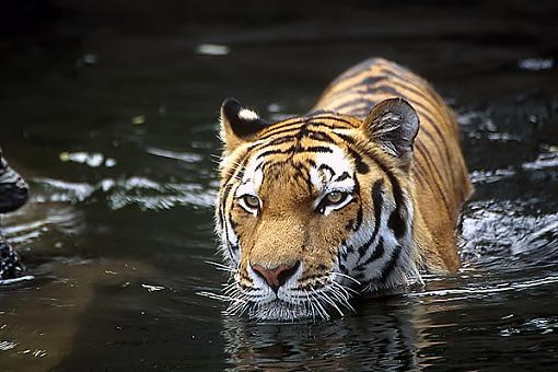 Sigma 170-500mm-swimming-tiger-600.jpg