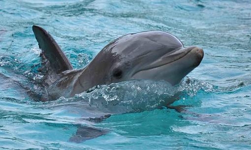 A picture from sea world, I getting used to getting real photo's with a real camera-dsc_0665.jpg