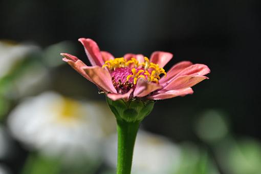 my &quot;next&quot; lens! (need advice!)-flower2.jpg