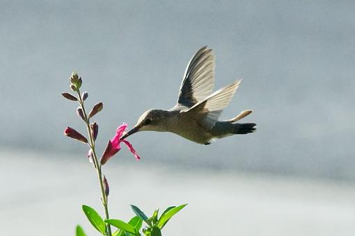 How do you like your D7000?-2012-05-20-17-47-49.jpg