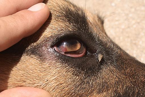 German Shepherd and eye problem-spike1.jpg